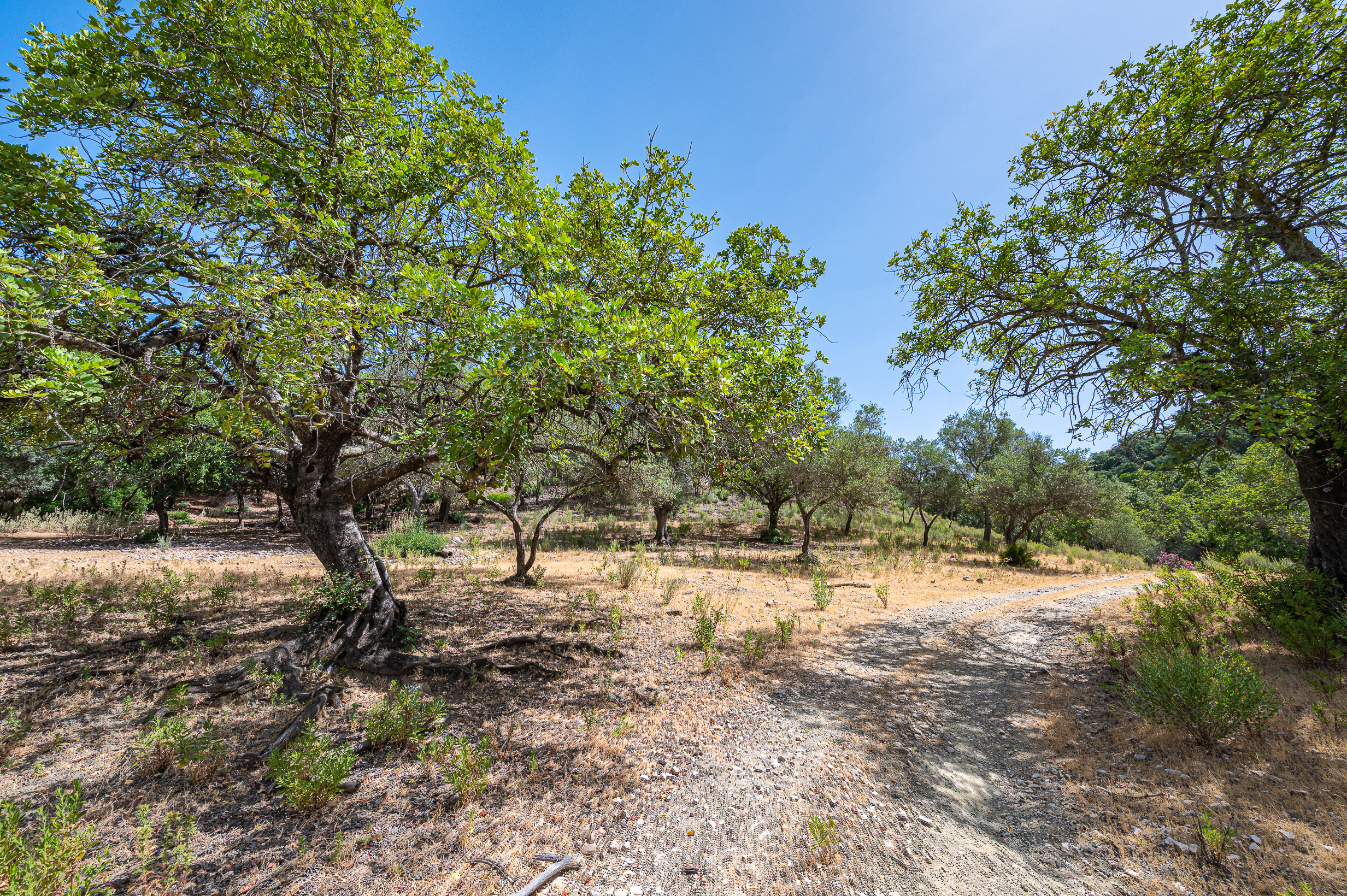 Plot · Benahavis · (P-22265-D)