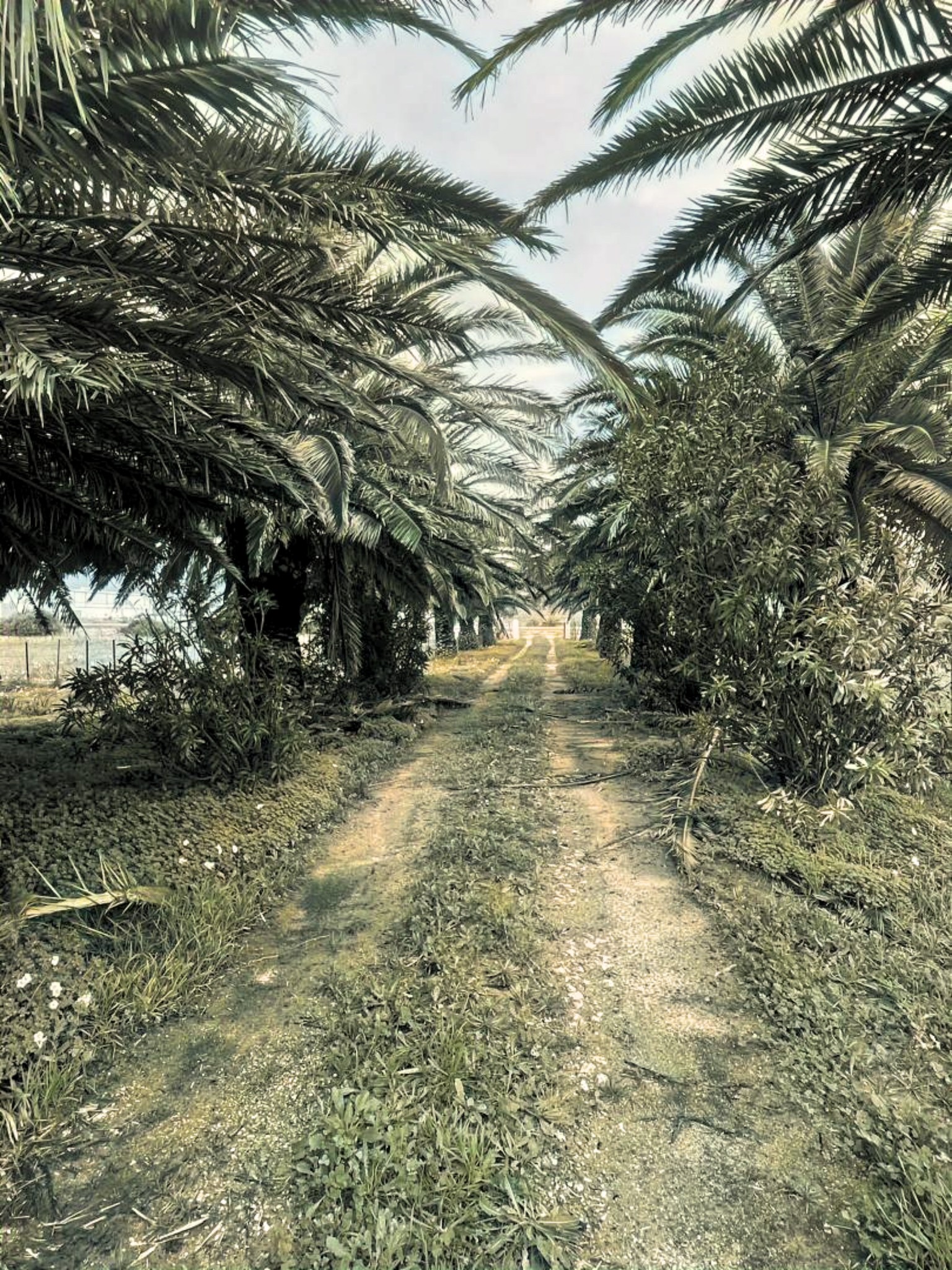 Cortijo · Tarifa · (bella00212)