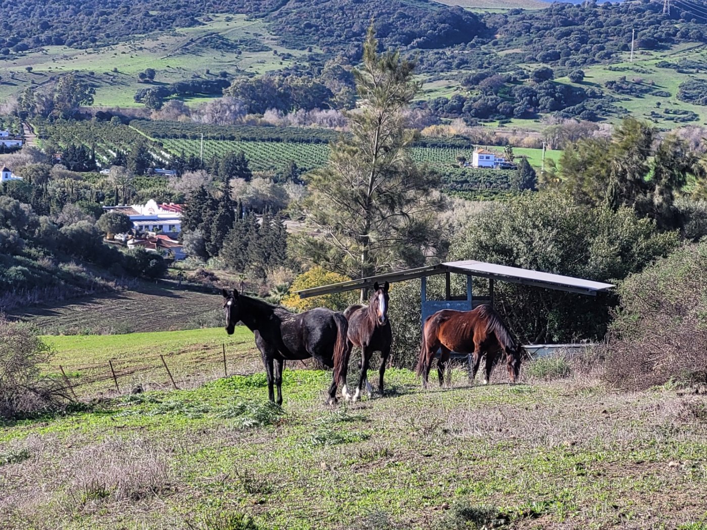 Villa · San Martin del Tesorillo · (bella0008)