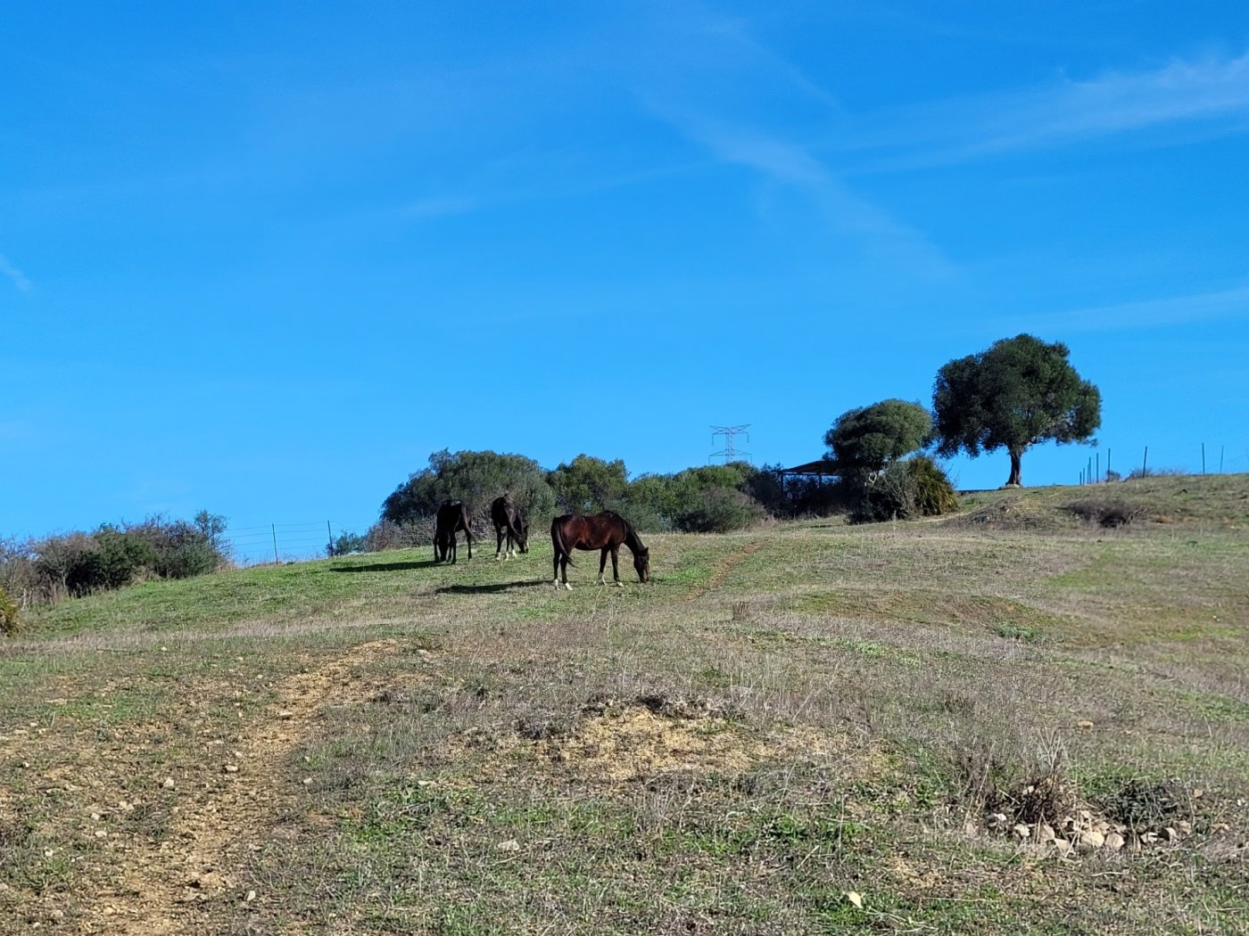 Villa · San Martin del Tesorillo · (bella0008)